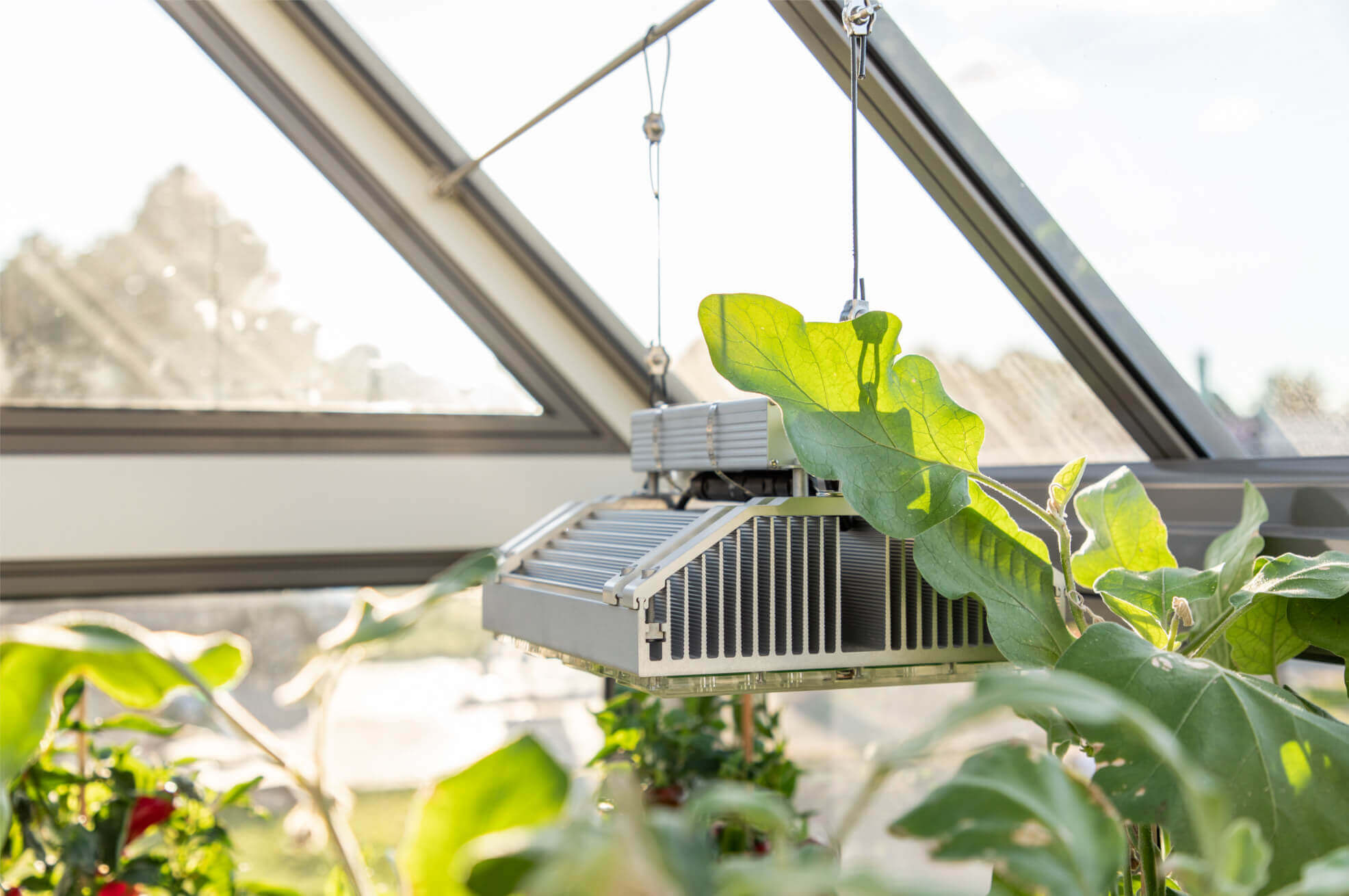 Greenhouse Grow Lights | UK | Cultivar Greenhouses